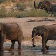 La siccità affama l'Africa: centinaia di elefanti saranno uccisi e mangiati