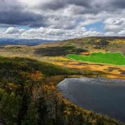 Pando rischia di morire: è l'essere vivente più grande del mondo