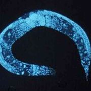 Verso l'ibridazione, ma con una diversa IA