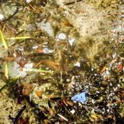 «Inquinanti e leucemie, serve più prevenzione»