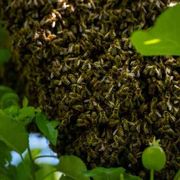 Monarchia o democrazia? No: la Chiesa è un alveare