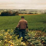 La legge per proteggere i campi bio rischia di mandare in tilt il settore