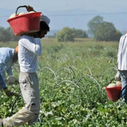 Startup africane e imprese italiane dialogano sull'agricoltura sostenibile