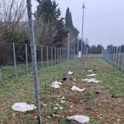 Dopo il riso la vite: altro attacco contro le sperimentazioni Tea