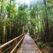 Clima, risorse, biodiversità: le foreste, sentinelle della "casa comune"