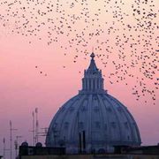 Rondini, falchi e colombe: la mappa dei nidi sulle chiese dei cammini giubilari