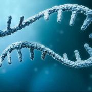 Rna messaggero, il "passe-partout" della ricerca