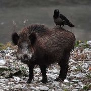 La riforma della caccia (con meno limiti) non piace agli ambientalisti