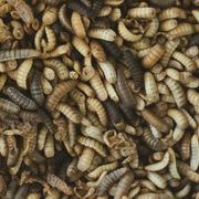 Un banchetto di larve di mosca: la sorprendente dieta dei Neanderthal