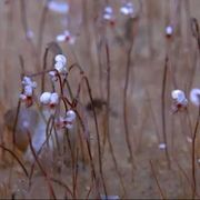 In fondo al mare e senza ossigeno, ma la vita c'è. E va a metano