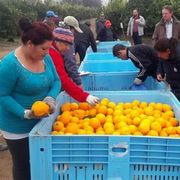 Limeira, l'impero brasiliano delle arance che è in mano ai nostri emigrati