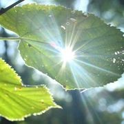 Imitare le piante: la fotosintesi artificiale come via per la sostenibilità