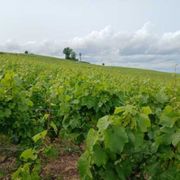 Noi pellegrini nella Champagne dove le vigne parlano dell’Europa