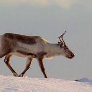Westerman: «La lotta per l’Artico negli occhi degli animali polari»