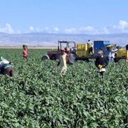 Dove resistono i caporali: a Borgo Mezzanone l'integrazione è sospesa