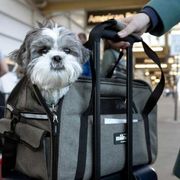 Cani di grossa taglia in cabina: ecco le nuove norme