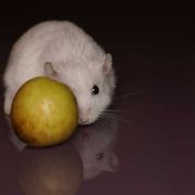 L'enigma della morte dei topi sull'Arca di Noè spaziale russa