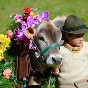 Il viaggio di Andrea con le sue mucche: così la transumanza diventa festa