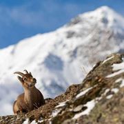 Così il Gran Paradiso punta davvero in alto