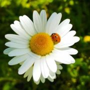 Perché l'ambiente in Italia non gode di buona salute