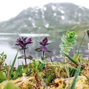 La speranza è la certezza di avere radici profonde votate a primavera