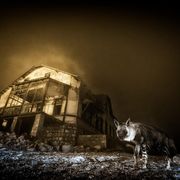 Una spettrale immagine con una iena che si muove in una città fantasma della Namibia