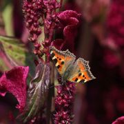 Api e farfalle a rischio, 3 progetti dell'Ue possono salvarli