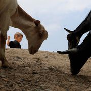 Un bimbo gioca nel deserto, vicino a del bestiame