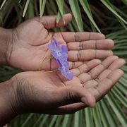 Due mani di una ragazza nera tengono dolcemente una violetta