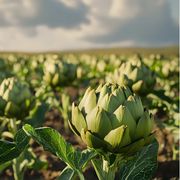 I carciofi e le invasioni in genere (niente paura)