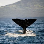 una coda di balena spunta davanti alle isole Azzorre