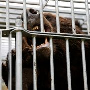 Un orso catturato a Sunagawa, nella prefettura di Hokkaido