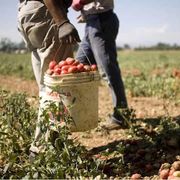 Braccianti al lavoro