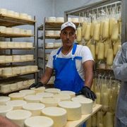 Latte Sano brucia le tappe sugli obblighi Ue: dal 2026 una confezione "vegetale"