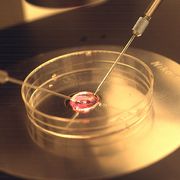 Nati in provetta malati di tumore, scandalo in Danimarca