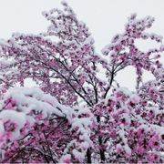 Speriamo che si salvino i frutti