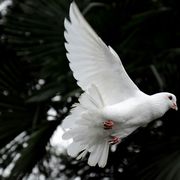 Se abbiamo coraggio la guerra non vincerà
