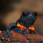 Una delle fotografie “incriminate” scattate alla rana galassia