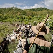 Perché il mestiere del pastore va riscoperto (anche dai più giovani)