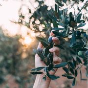 Non solo fruttato, amaro e piccante: l'olio è molto di più. E si racconta