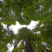 Per salvaguardare le foreste è necessario ascoltare il loro respiro