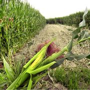 La Corte Ue legittima il divieto italiano sulla coltivazione di mais Ogm