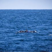 Naufragio al largo della Libia: 53 morti, ci sono anche due bambini