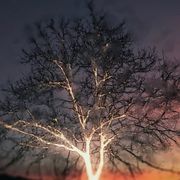 Lei è Ameca: un robot che interroga l’umano