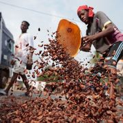 Il cacao crolla ma il cioccolato resta caro: la crisi nascosta dei contadini africani