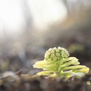 La dinamica insidiosa del nemico (che si sdoppia)