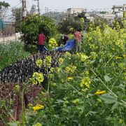 In un campo, circondati dai fiori d'arancio, attivisti e contadini raccolgono i boccioli nel sud del Libano
