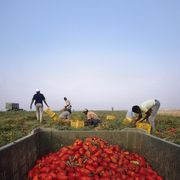 Il dramma del bracciante Alagie, 29 anni, che si è impiccato nella baraccopoli