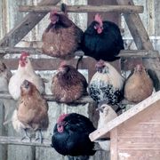 La guerra, e la paura di essere deboli