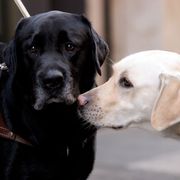 Microchip obbligatorio per cani e gatti, c'è il via libera dell'Europarlamento